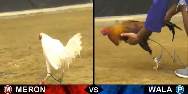 Thông qua dự đoán để kiếm tiền thưởng